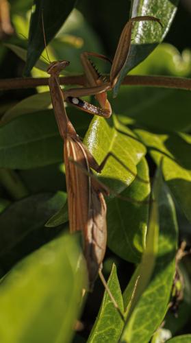 Réf. 348 273 : Mantis religiosa